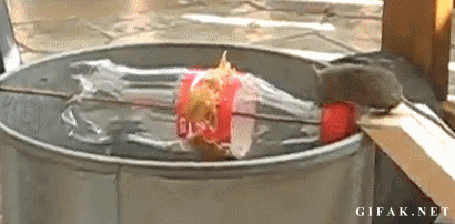 DxZ5242e6c0d3be9.gif?type=w740