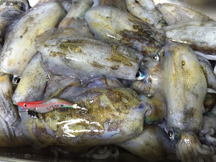 IMG_1201.JPG?type=w740