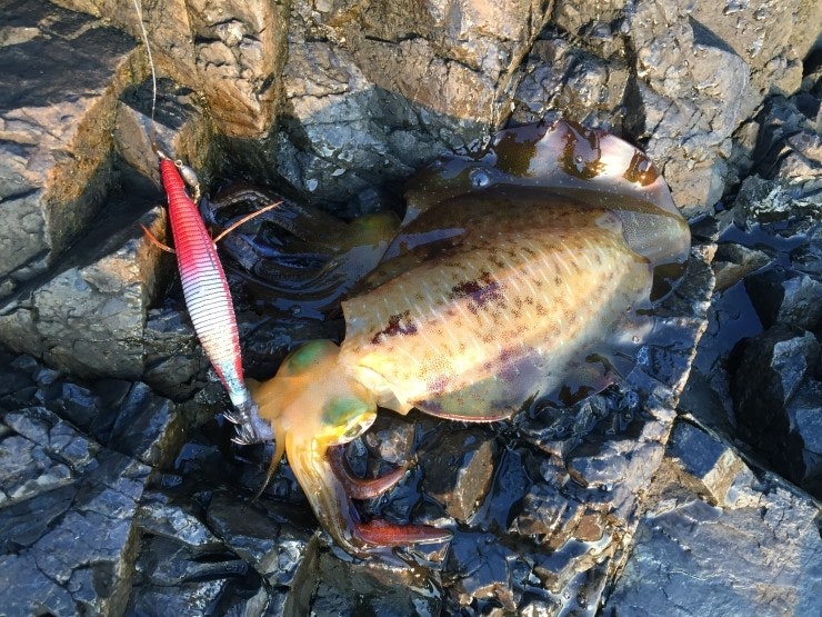 IMG_1161.JPG?type=w740