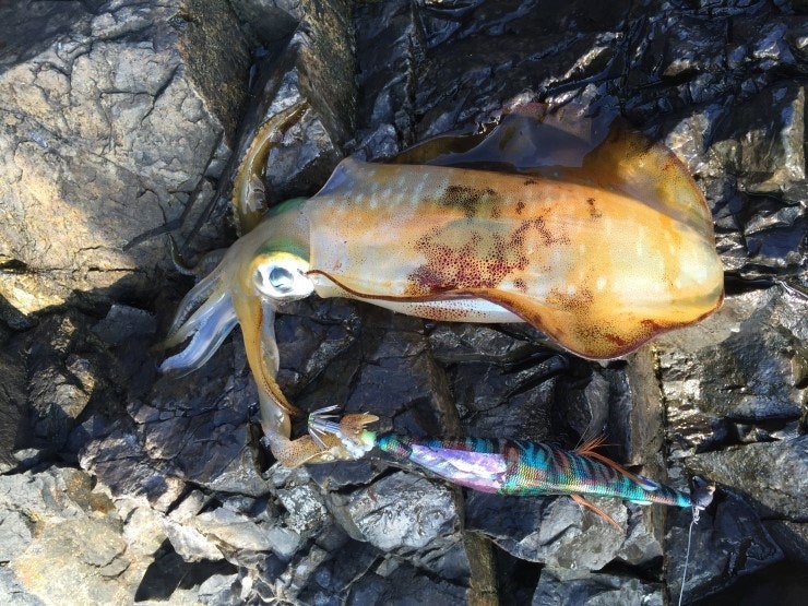 IMG_1167.JPG?type=w740